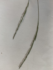 Muhlenbergia mexicana