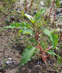 Koenigia alaskana