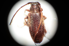 Exocentrus punctipennis