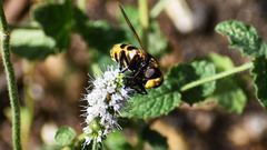 Volucella elegans