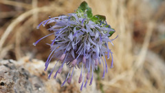 Jasione sessiliflora