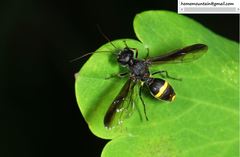 Taeniogonalos subtruncata