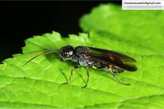 Taeniogonalos subtruncata