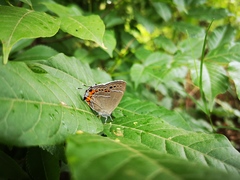 Satyrium grandis