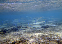 Hyporhamphus affinis