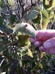 Gymnosporangium sabinae