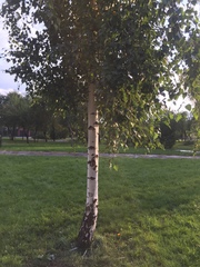 Betula pendula