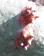 Gymnosporangium sabinae