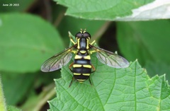 Xanthogramma