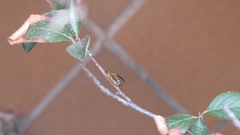 Amegilla garrula