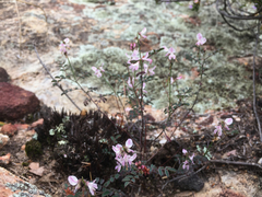 Indigofera cerasiflora