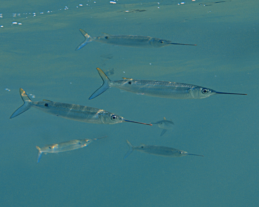Threespot halfbeak (Hemiramphus robustus) — Hemiramphidae