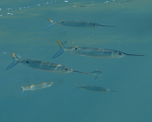 Threespot halfbeak (Hemiramphus robustus) — Hemiramphidae