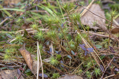 Polytrichum longisetum
