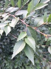 Ulmus pumila