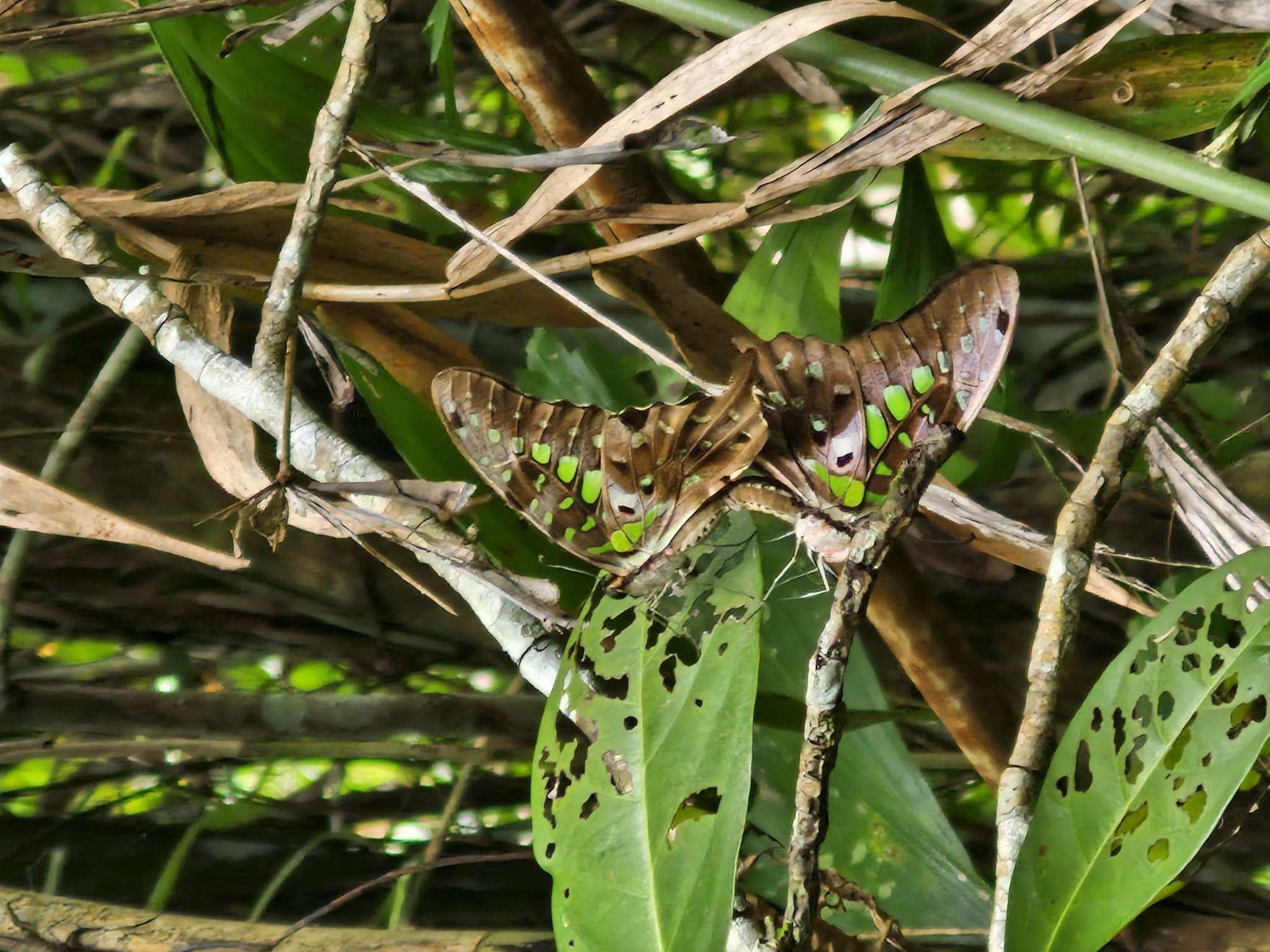 Tailed Jay