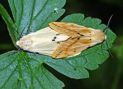 Spilarctia seriatopunctata