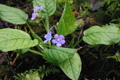 Omphalodes verna