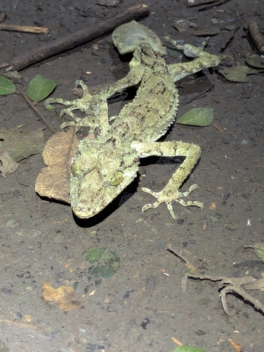 Southern Leaf-tailed Gecko, Saltuarius swaini