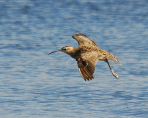 Little Curlew, photo 5 of 9
