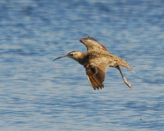 Little Curlew photo 5