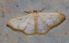 Lomographa margarita