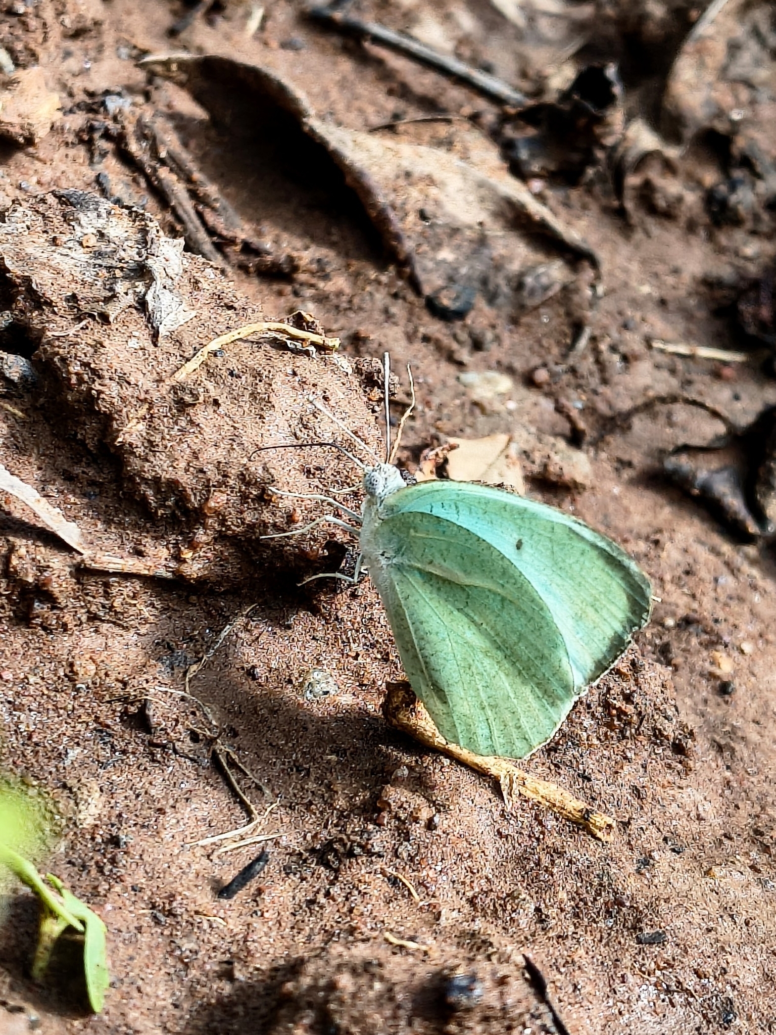 Mottled Emigrant