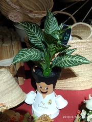 Aphelandra squarrosa