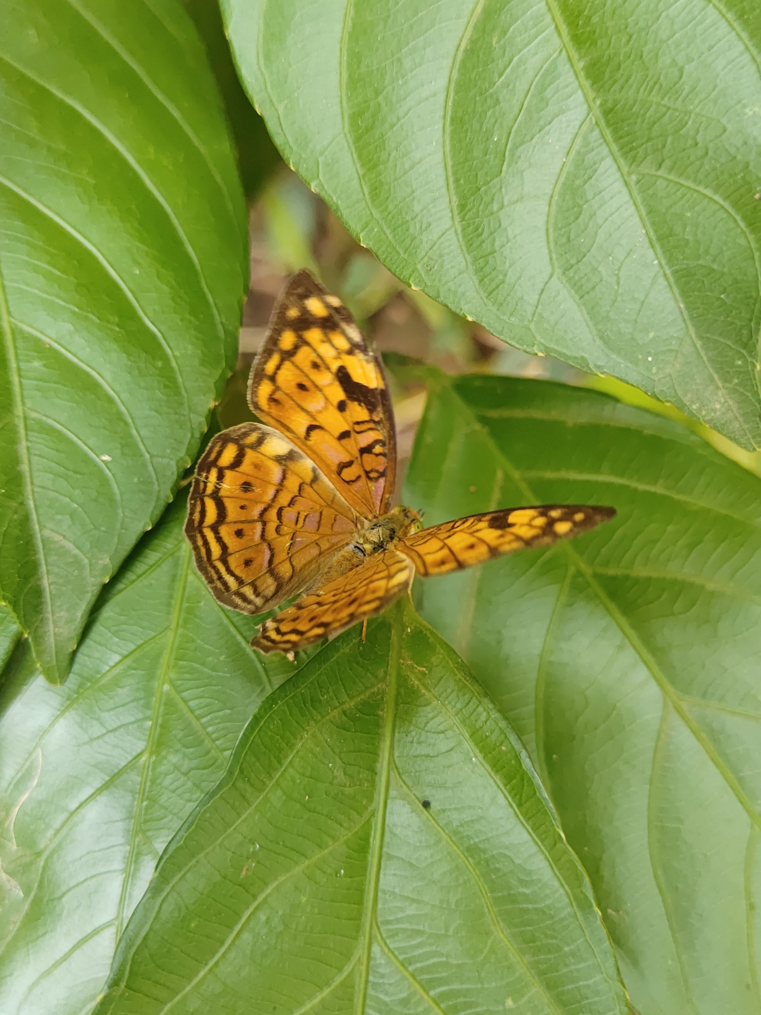 Small Leopard