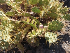 Opuntia stricta