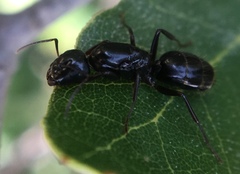 Camponotus fallax