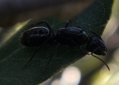Camponotus fallax
