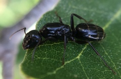 Camponotus fallax