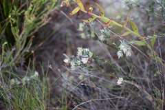 Amphithalea tomentosa