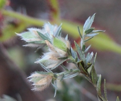 Amphithalea tomentosa