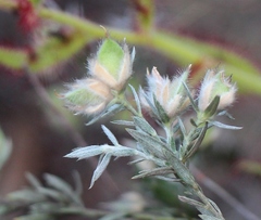 Amphithalea tomentosa