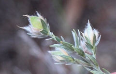 Amphithalea tomentosa