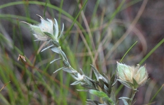 Amphithalea tomentosa