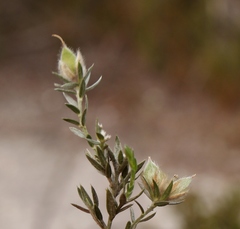 Amphithalea tomentosa