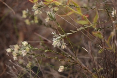 Amphithalea tomentosa