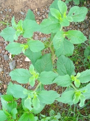 Acanthospermum hispidum