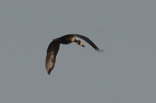 White-faced Whistling-Duck