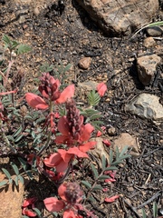 Indigofera sanguinea