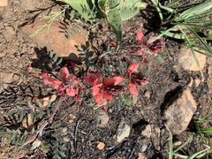 Indigofera sanguinea