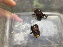 Pseudophryne australis