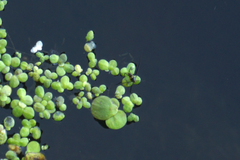 Gerromorpha