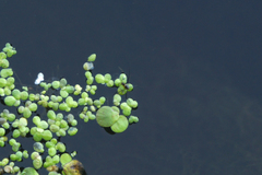 Gerromorpha