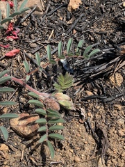 Indigofera sanguinea