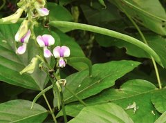 Neustanthus phaseoloides