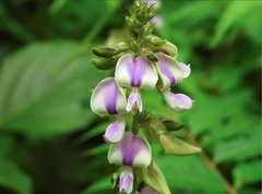 Neustanthus phaseoloides